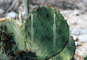 Picture of Opuntia phaeacantha 