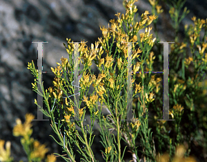 Picture of Chrysothamnus paniculatus 