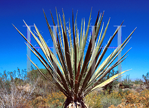 Picture of Yucca schidigera 