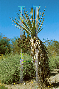 Picture of Yucca schidigera 