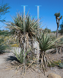 Picture of Yucca schidigera 