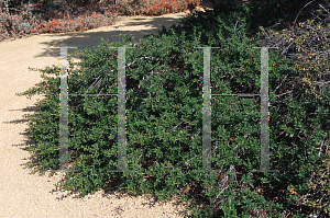 Picture of Ceanothus x 'Joyce Coulter'