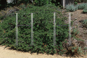 Picture of Ceanothus x 'Joyce Coulter'