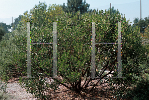 Picture of Arctostaphylos  'Monica'