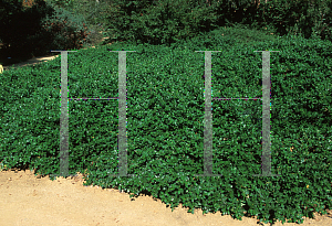 Picture of Ceanothus griseus var. horizontalis 'Yankee Point'