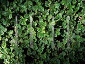 Picture of Fragaria vesca ssp. californica 