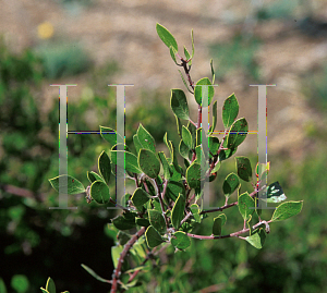 Picture of Arctostaphylos hookeri ssp. hookeri 