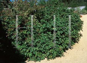 Picture of Mahonia x 'Skylark'