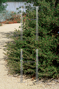 Picture of Arctostaphylos densiflora 'White Lanterns'