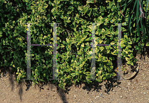 Picture of Ceanothus griseus var. horizontalis 'Diamond Heights'