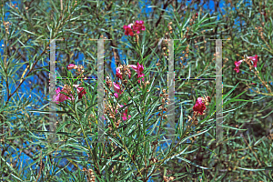 Picture of Chilopsis linearis 'Burgundy'