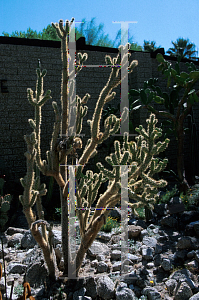 Picture of Opuntia munzii 