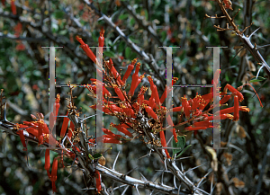 Picture of Fouquieria diguetii 