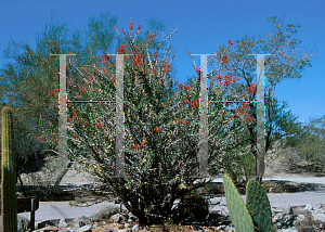 Picture of Fouquieria diguetii 