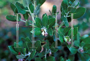 Picture of Arctostaphylos glandulosa ssp. glandulosa 