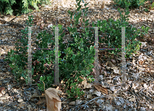 Picture of Arctostaphylos glandulosa ssp. glandulosa 