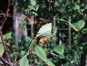 Picture of Alnus rubra 