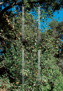 Picture of Alnus rubra 