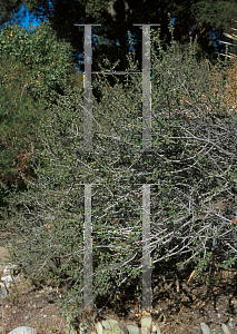 Picture of Ceanothus vestitus 