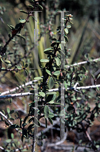 Picture of Ceanothus vestitus 