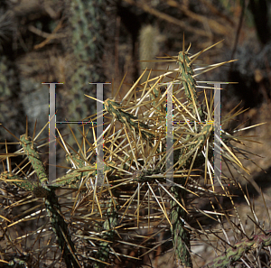 Picture of Opuntia ramosissima 