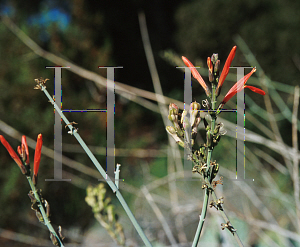 Picture of Justicia californica 