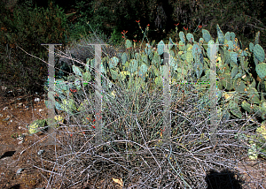 Picture of Justicia californica 