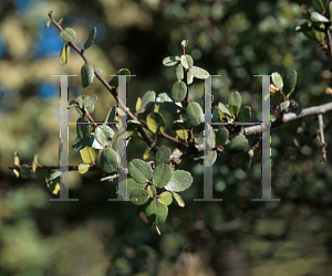 Picture of Rhamnus crocea 