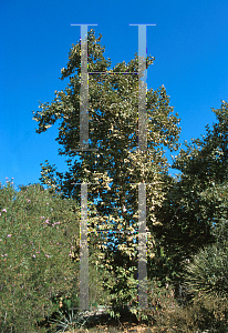 Picture of Platanus racemosa 