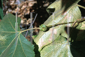 Picture of Platanus racemosa 