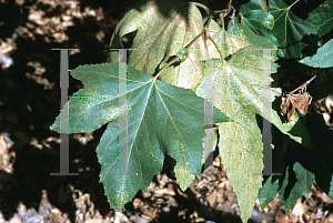 Picture of Platanus racemosa 