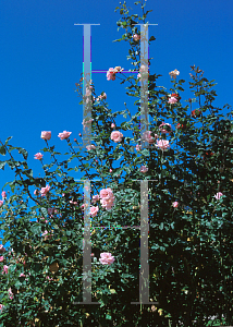 Picture of Rosa  'Columbus'