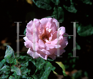 Picture of Rosa  'Columbus'