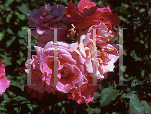 Picture of Rosa  'Columbus Queen'