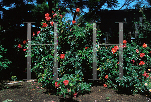 Picture of Rosa  'All That Jazz'