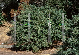 Picture of Mahonia nevinii 