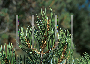 Picture of Pinus quadrifolia '~Species'