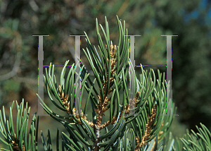 Picture of Pinus quadrifolia 