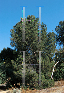 Picture of Pinus quadrifolia '~Species'