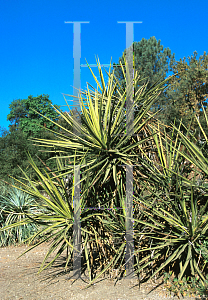 Picture of Yucca schidigera 