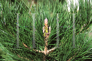 Picture of Pinus thunbergii 