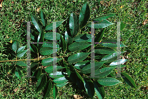 Picture of Koelreuteria bipinnata 