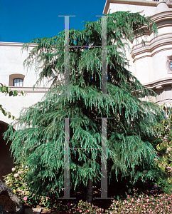 Picture of Cedrus deodara 'Pendula'