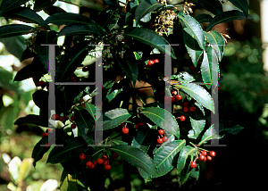 Picture of Ardisia crenata 