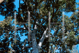 Picture of Ficus rubiginosa 