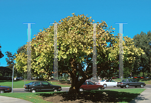 Picture of Erythrina americana 