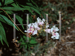 Picture of X Chitalpa tashkentensis 'Morning Cloud'