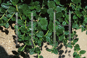 Picture of Ceanothus griseus var. horizontalis 'Hurricane Point'