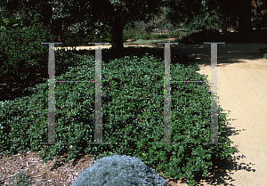 Picture of Ceanothus griseus var. horizontalis 'Hurricane Point'