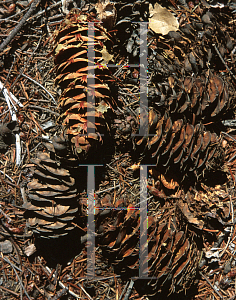 Picture of Pseudotsuga macrocarpa 